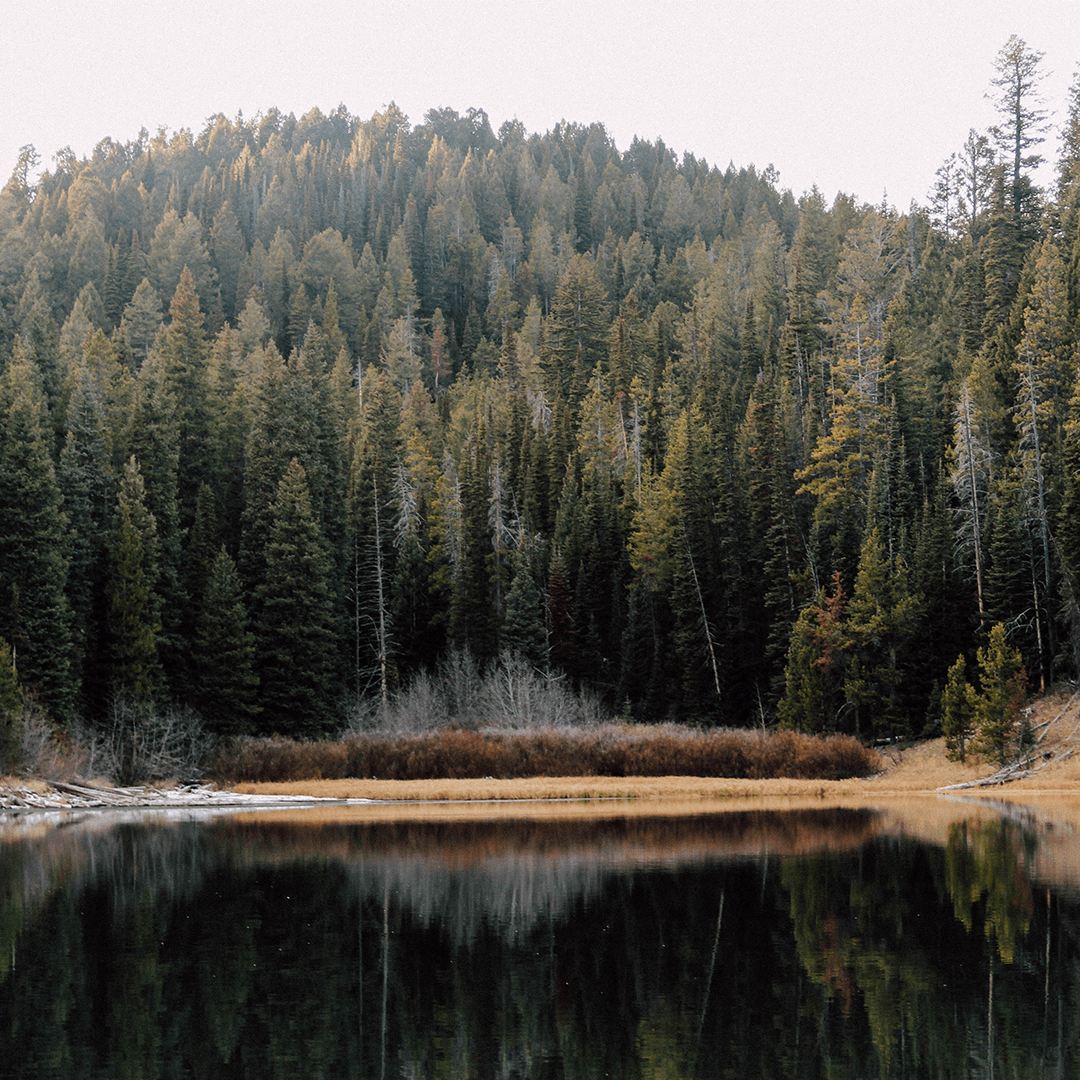 Packsaddle Lake Best Places to Hammock