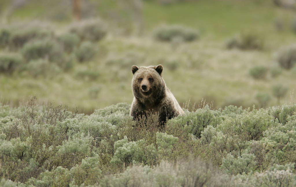 Wondering what to do in Rexburg? Visit Yellowstone Bear World.