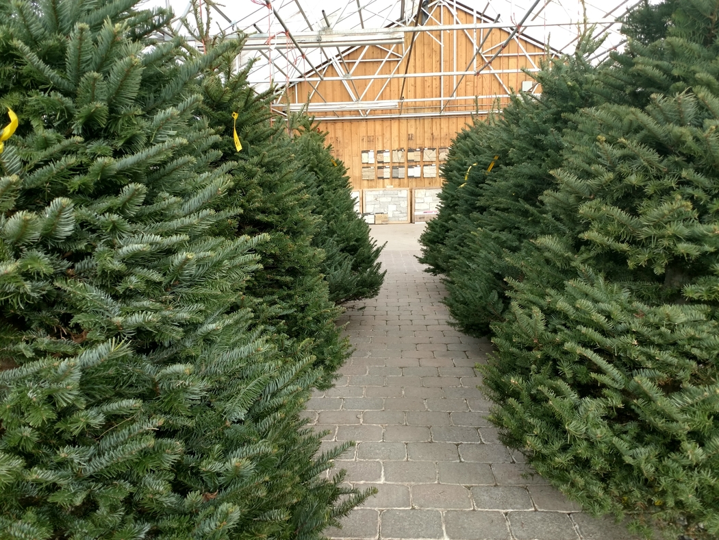 Lone Pine Nursery is one of the places to get Christmas trees in Rexburg.