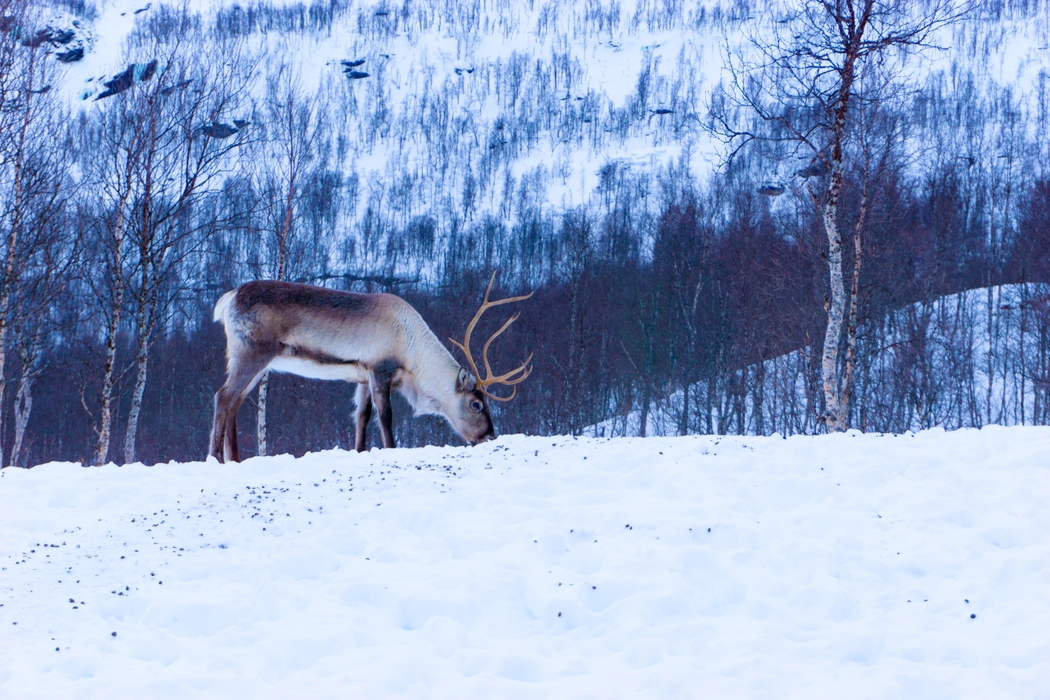 Make reindeer food as one of your Christmas traditions.