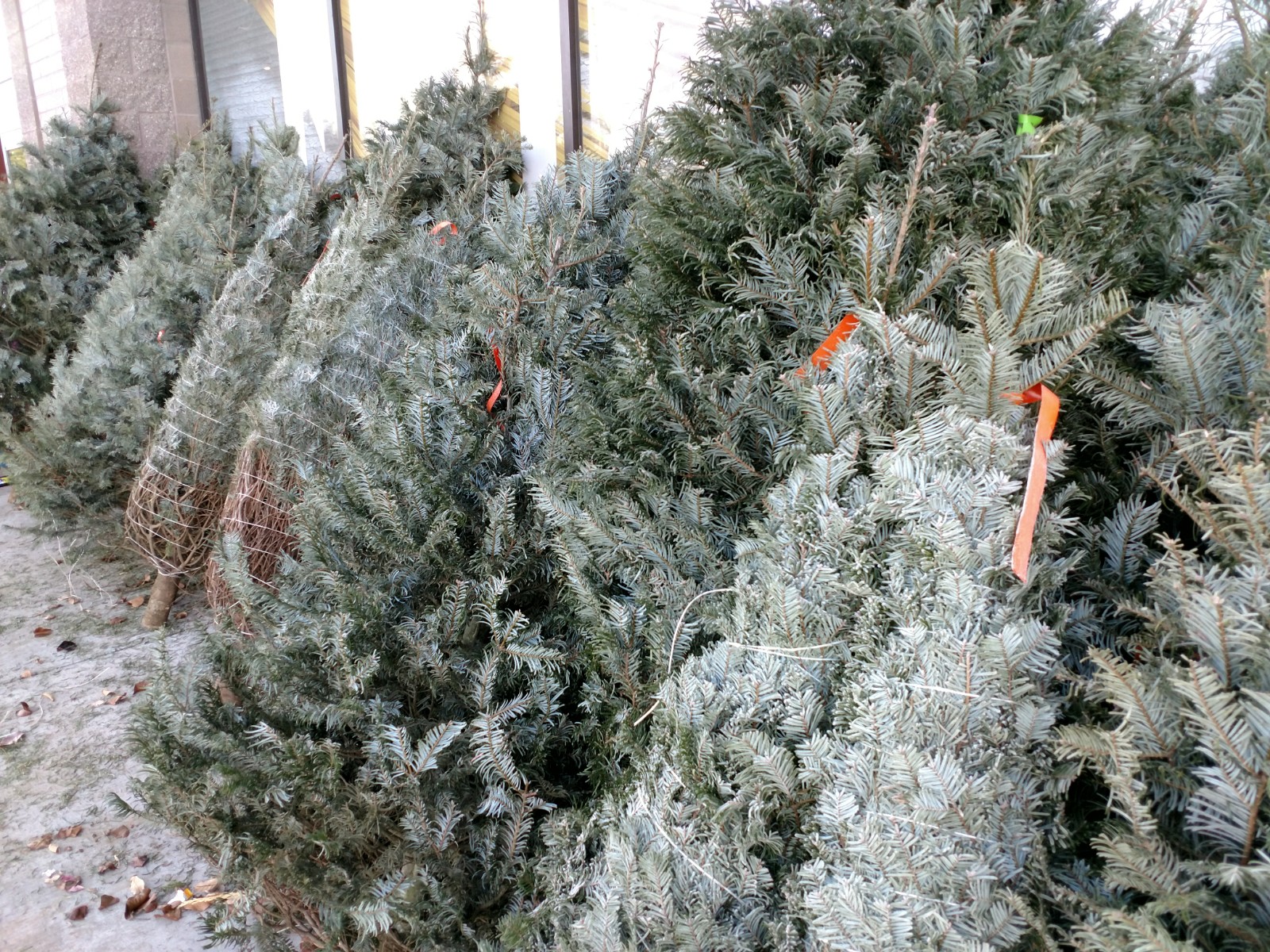 Broulim's is one of the places you can get Christmas trees in Rexburg.