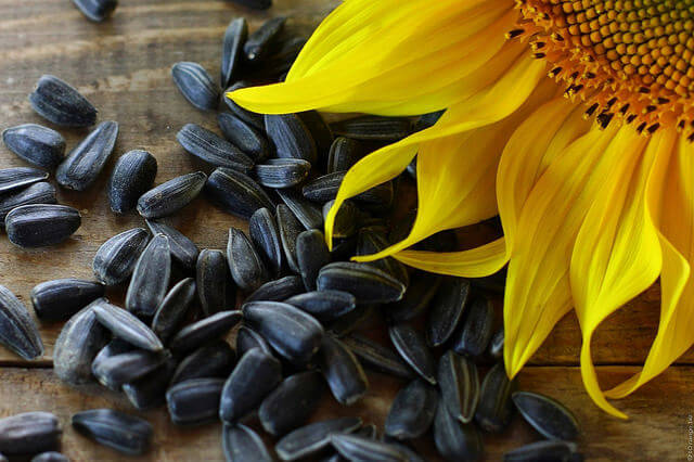 Sunflower seeds are great road trip snacks.