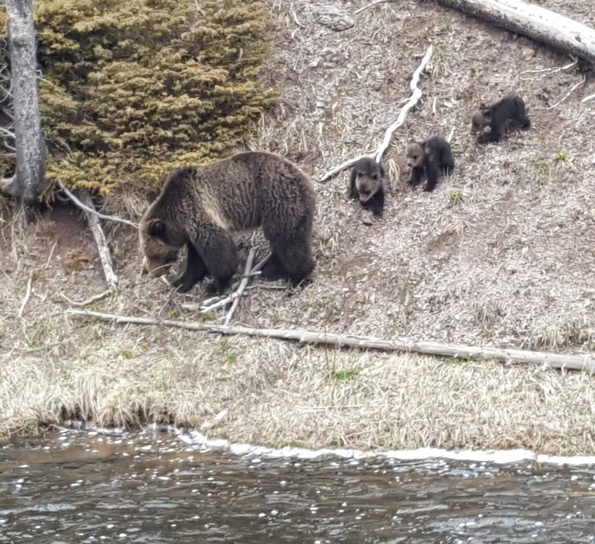 Grizzlies at Yellowstone National Park