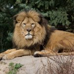 Lion at the Idaho Falls Zoo