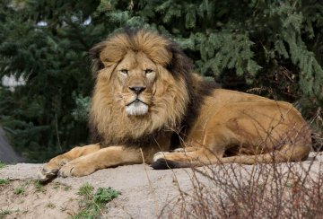 Lion at the Idaho Falls Zoo
