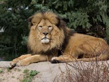 Lion at the Idaho Falls Zoo