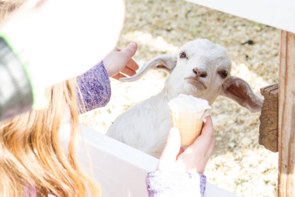 You can pet baby cows at Reed's Dairy farm