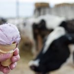 Reed's Dairy offers ice cream fresh from the farm