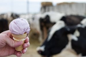 Reed's Dairy offers ice cream fresh from the farm