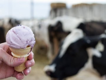 Reed's Dairy offers ice cream fresh from the farm