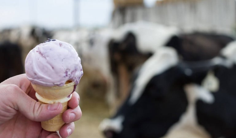 Reed’s Dairy provides farm-fresh ice cream