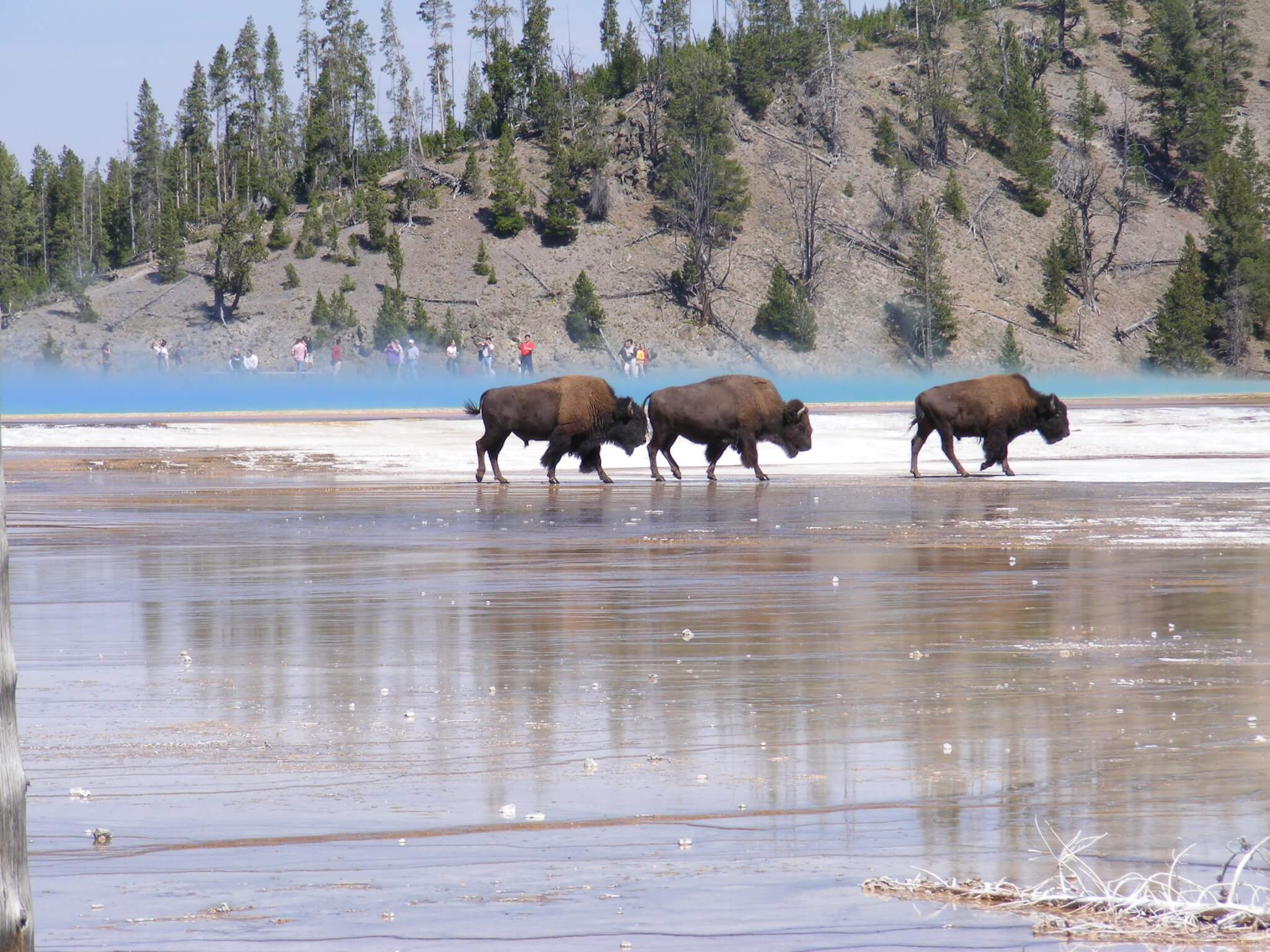 Bison at Yellowstone National Park