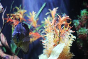 Choose your pace at the East Idaho Aquarium