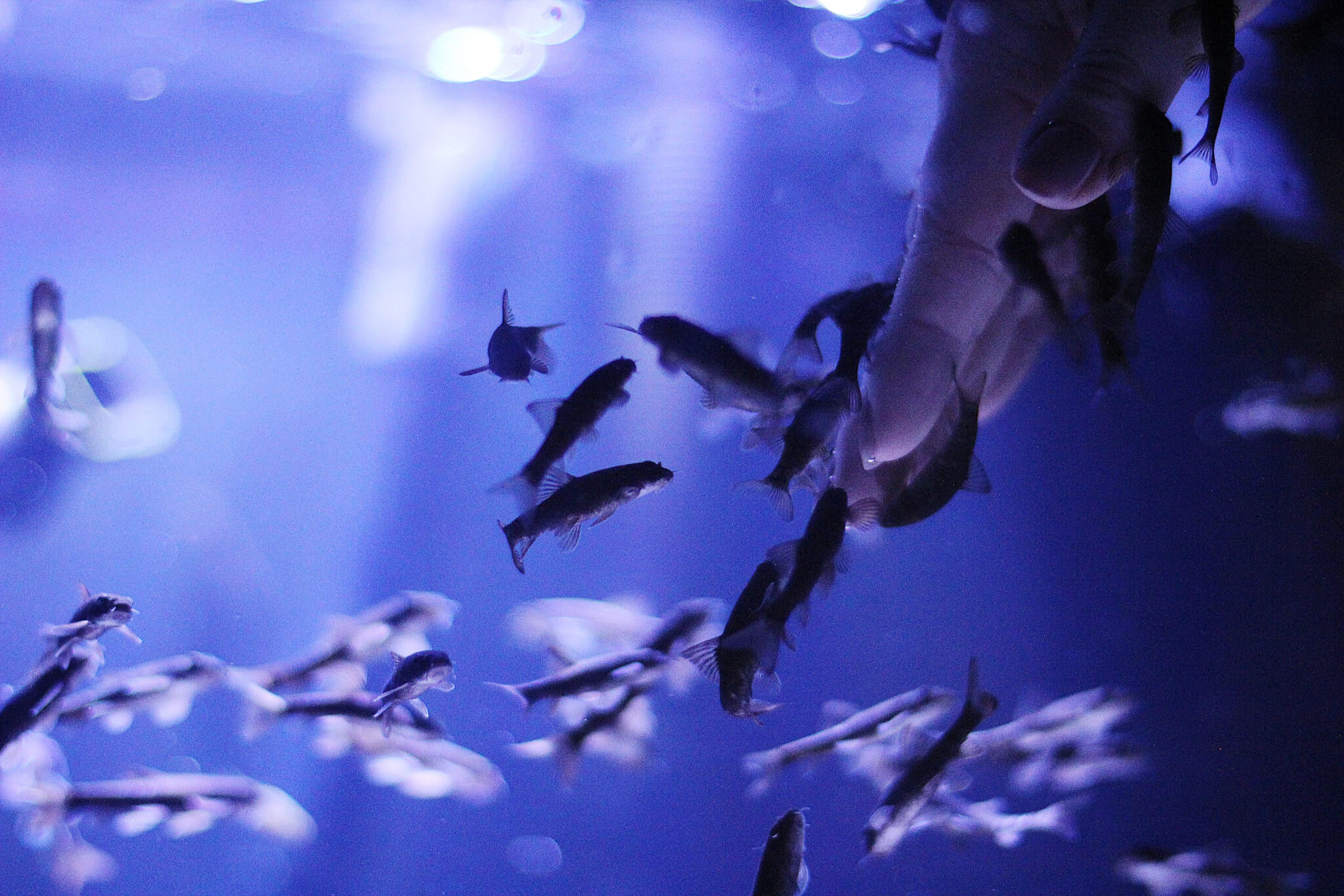 You can touch almost anything at the East Idaho Aquarium