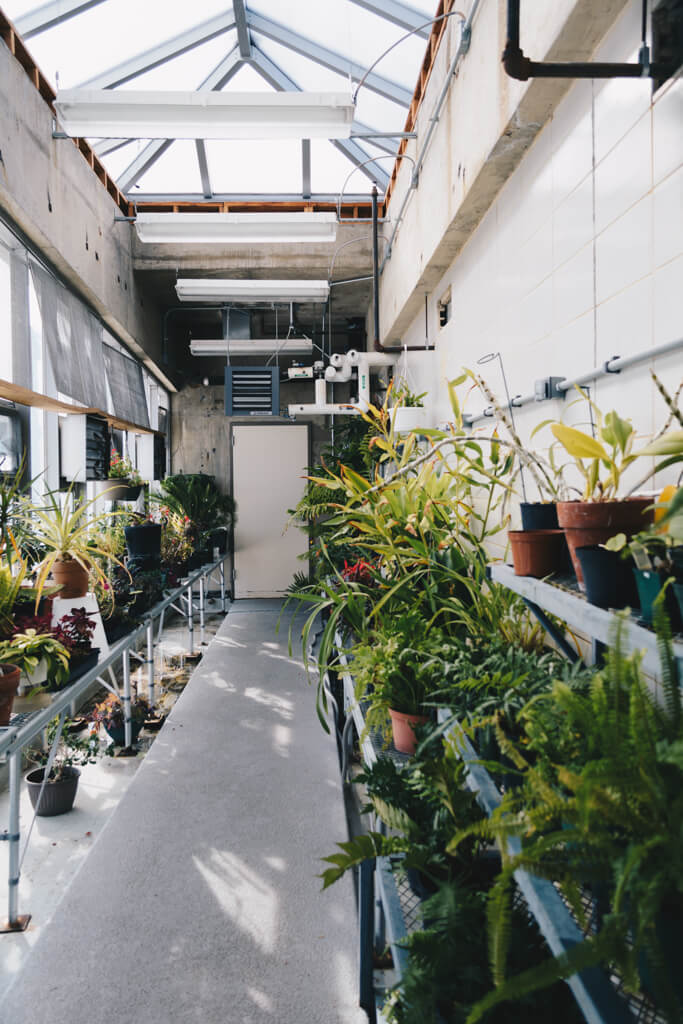 Several houseplants in a room.