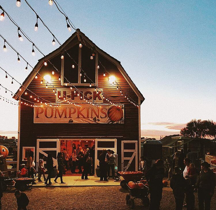 U-Pick Pumpkins is one of the great fall date ideas