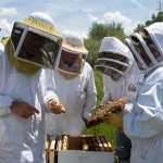 Students learning beekeeping