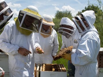 Students learning beekeeping