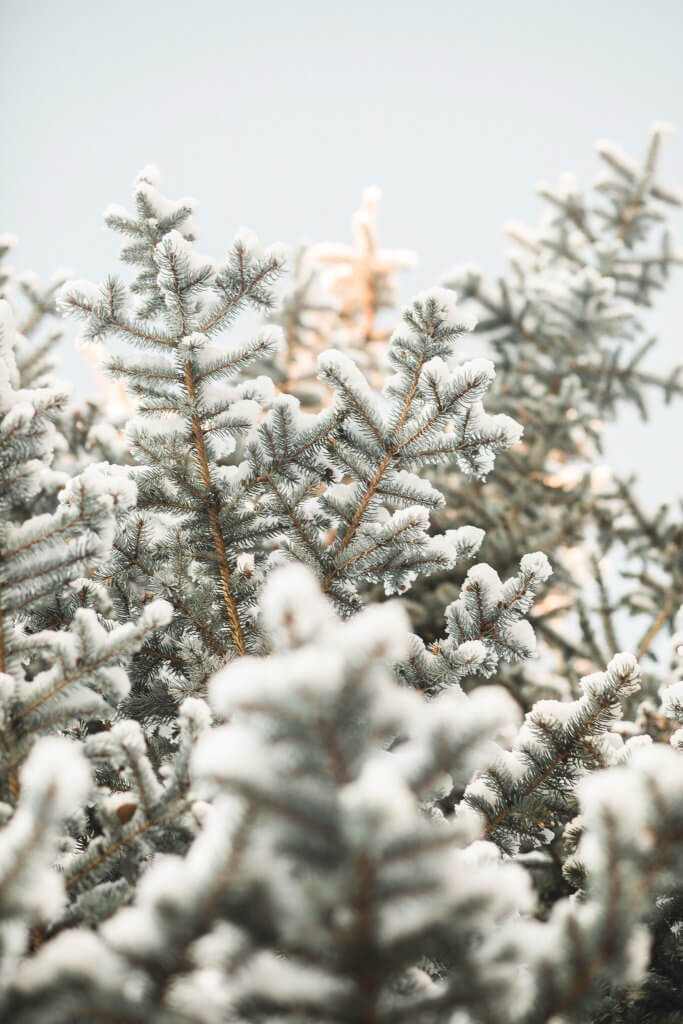 winter in rexburg tree