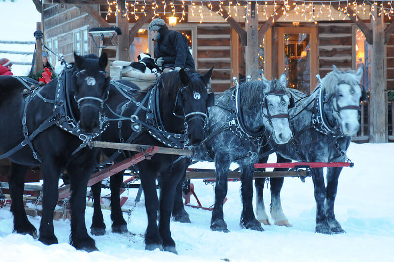 Winter Vacation - Sleigh Ride